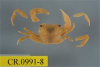 藏品(平背蜞)的圖片